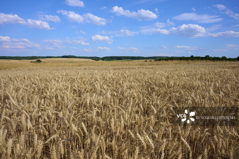 德国巴伐利亚州奥登瓦尔德的阿莫尔巴赫，赖希哈特绍森，晴朗的蓝天下散布着云朵的宽广麦田图片素材