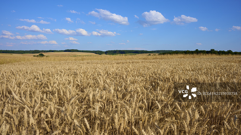 德国巴伐利亚州奥登瓦尔德的阿莫尔巴赫，赖希哈特绍森，晴朗蓝天下的宽广麦田与白云。图片素材
