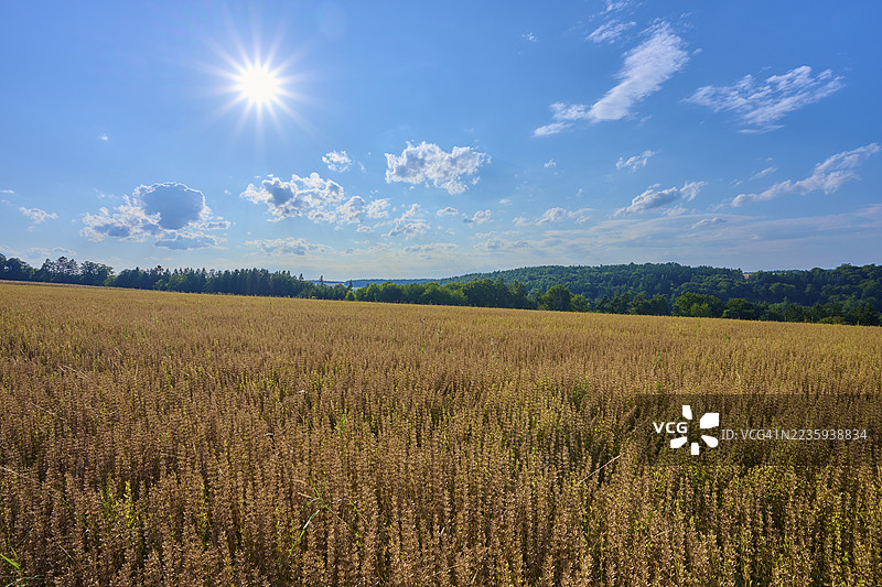 阳光洒在广阔的谷物田上,周围是多云的天空和绿色的风景,位于德国巴伐利亚的赖希哈茨豪森,阿莫尔巴赫,奥登瓦尔德。图片素材