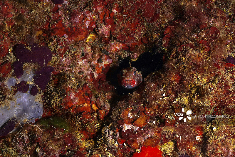 伪装的鱼，红嘴鲇（Gobius cruentatus），隐藏在红色海底。潜水地点：卡普德克鲁斯海洋保护区，罗萨斯，西班牙，地中海。图片素材