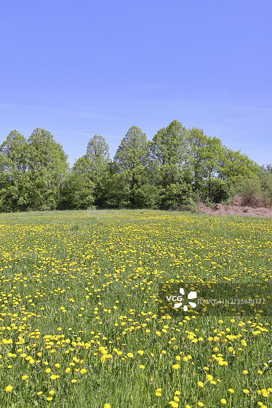 春天的草地,盛开的蒲公英(Taraxacum officinale),森林,蓝天,威尔斯多夫,北莱茵-威斯特法伦,德国图片素材