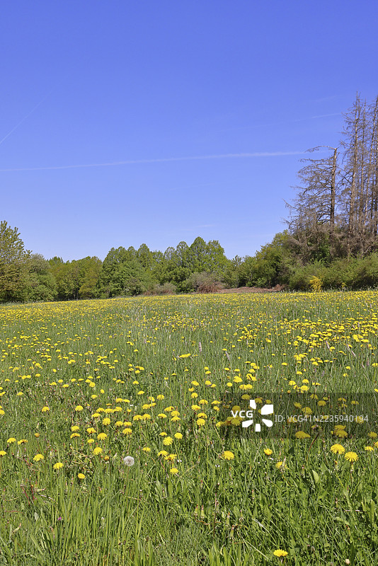 春天的草地,盛开的蒲公英(Taraxacum officinale),森林,蓝天,威尔斯多夫,北莱茵-威斯特法伦,德国图片素材