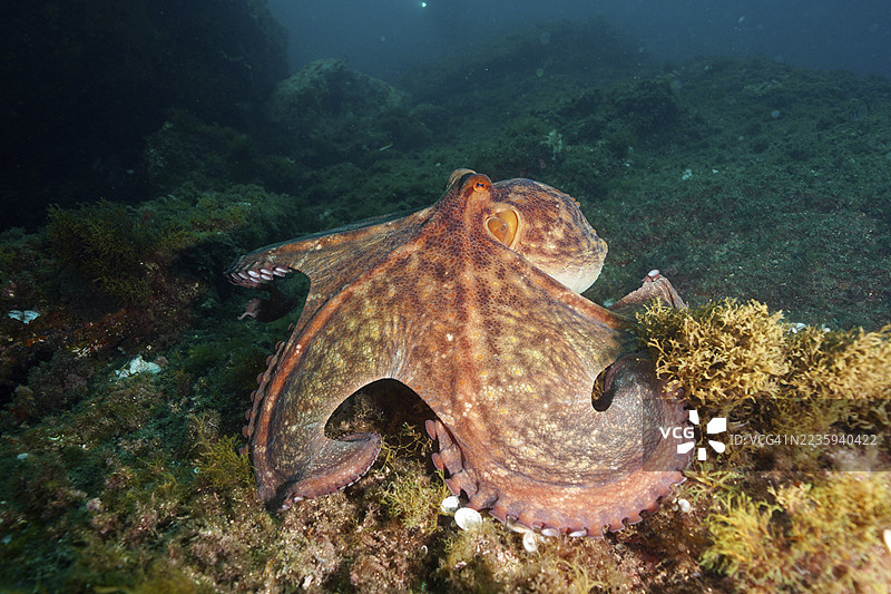 一只普通章鱼（Octopus vulgaris）在深水的藻类覆盖的海床上伸展。潜水地点：西班牙布拉瓦海岸罗萨斯的卡普德克鲁斯海洋保护区，地中海。图片素材