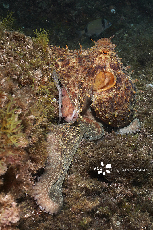 普通章鱼（Octopus vulgaris）在水下世界的藻类覆盖的岩石底部伪装自己。潜水地点：西班牙布拉瓦海岸的卡普德克鲁斯海洋保护区，罗萨斯，地中海。图片素材