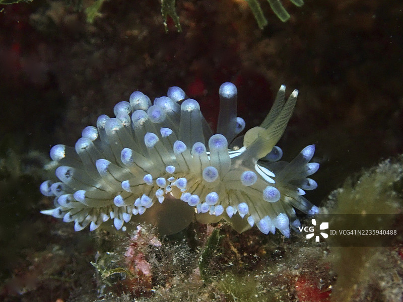 具有独特蓝色触角的海洋裸鳃类，条纹厚嘴带蛞蝓（Janolus cristatus）。潜水地点：西班牙布拉瓦海岸罗萨斯的卡普德克鲁斯海洋保护区，地中海。图片素材