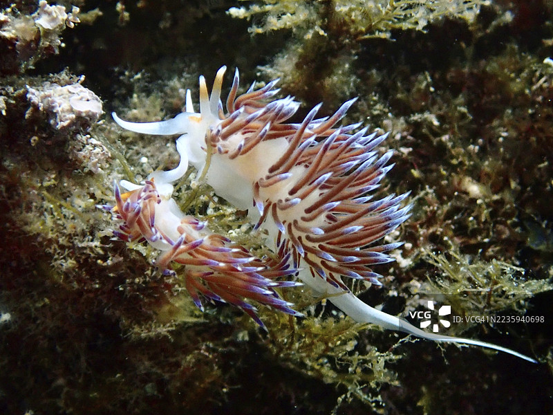 两只色彩鲜艳的游荡线蜗牛（Cratena peregrina）在水下世界中，拥有独特的触角。潜水地点：西班牙布拉瓦海岸罗萨斯的卡普德克鲁斯海洋保护区，地中海。图片素材