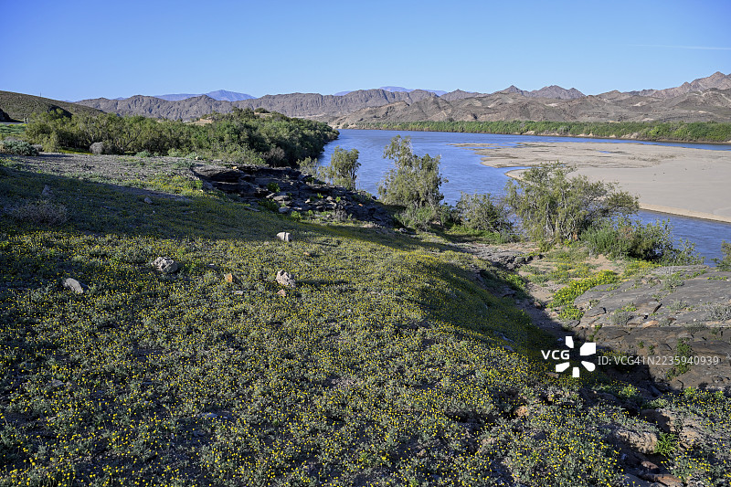 纳米比亚卡拉斯地区奥兰治河附近的盛开风景图片素材