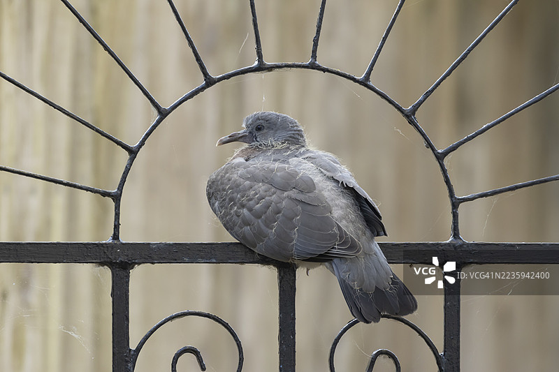 幼年木鸽（Columba palumbus）幼鸟坐在英国城市花园的金属栅栏上图片素材