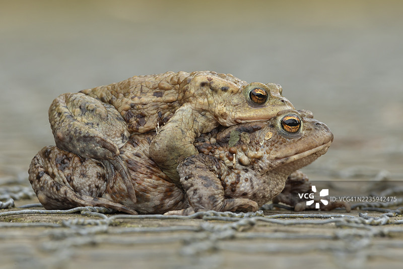 普通蟾蜍（Bufo bufo）两只成年两栖动物在春季的英格兰小路上交 配图片素材