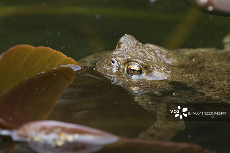 成年普通蟾蜍（Bufo bufo）在英国一个花园池塘的水面上图片素材