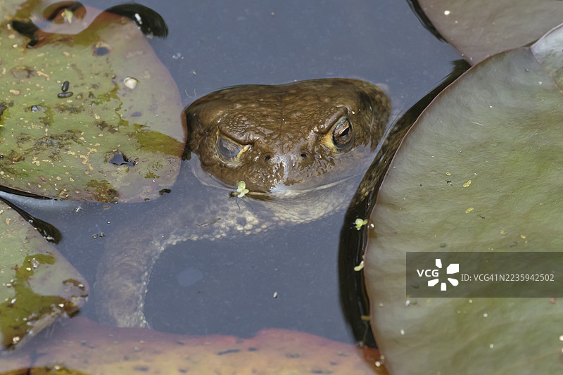 成年普通蟾蜍（Bufo bufo）在英国花园池塘水面上图片素材