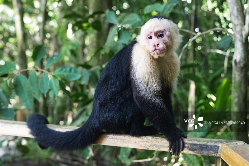 白头卷尾猴在马努埃尔安东尼奥国家公园的木栅栏上图片素材