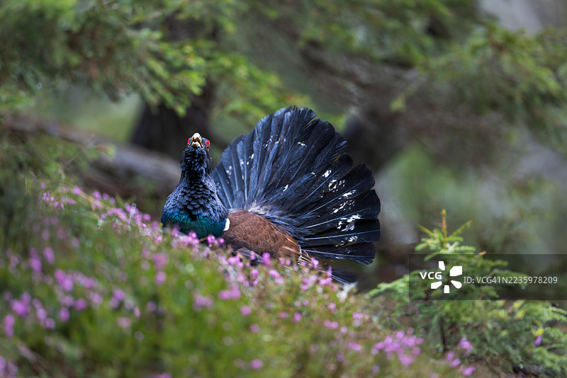 西方松鸡自豪地捍卫其领土，斯洛文尼亚图片素材