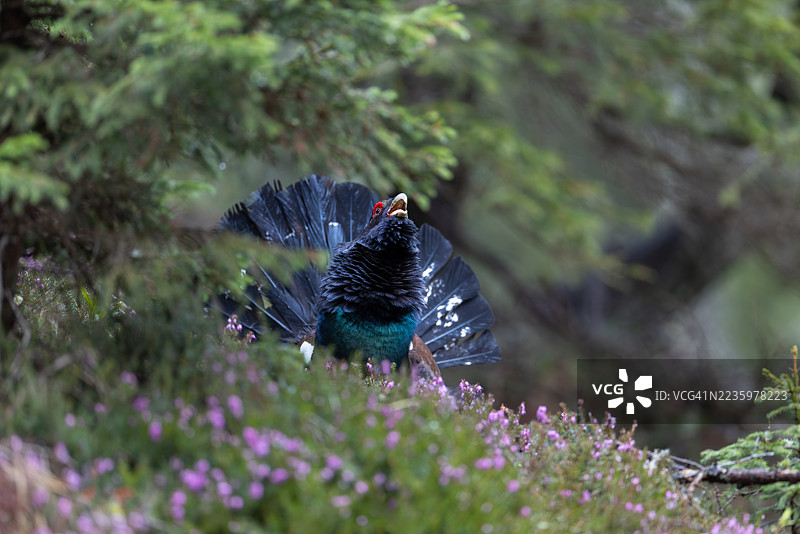 西方松鸡自豪地捍卫其领土，斯洛文尼亚图片素材