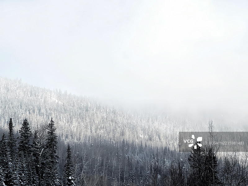 雾气弥漫的冬季森林景观，雪覆盖的树木和宁静的氛围天空，加拿大，勒马西夫图片素材
