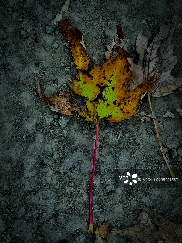 高角度视图下，鲜艳的秋叶与红色茎干在有纹理的路面上。图片素材