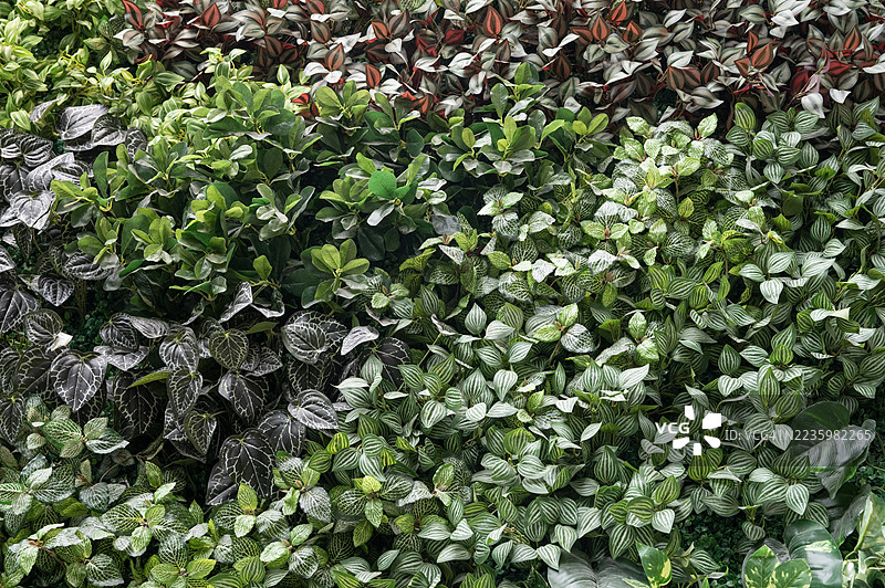 建筑外墙上的人造植物叶塑料面板图片素材