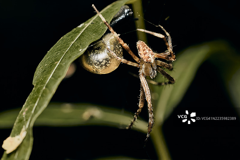 一只透明腹部的蜘蛛特写，栖息在绿色叶子上，背景为深色。图片素材