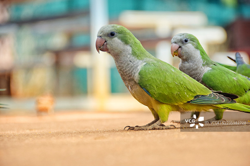 两只绿色鹦鹉在平坦的表面上特写，朝左侧看。图片素材