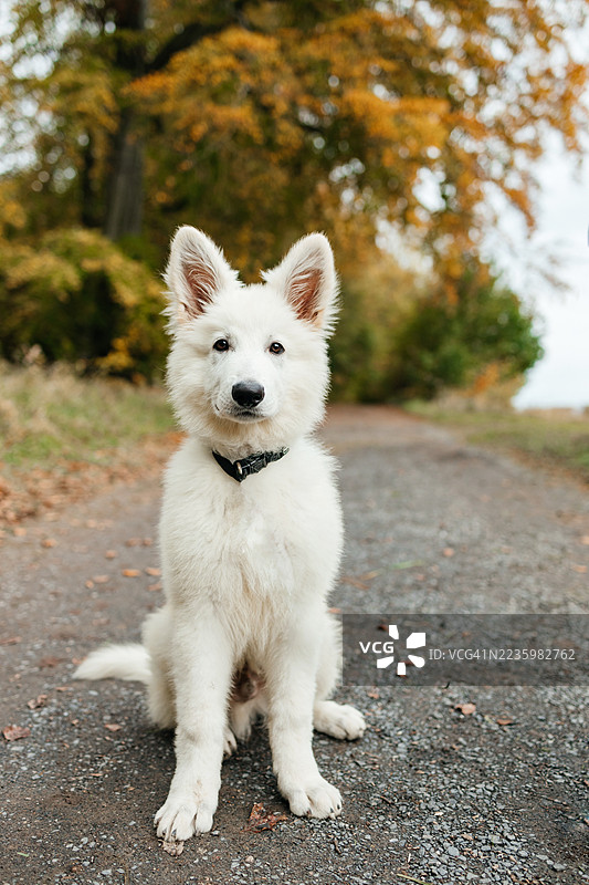 秋季，一只白色德国牧羊犬幼崽坐在乡间小路上图片素材