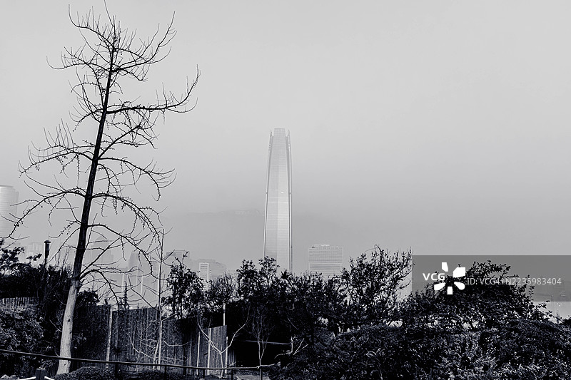 雾天低角度拍摄的现代摩天大楼高耸于光秃树木之上，位于智利的雷科莱塔。图片素材