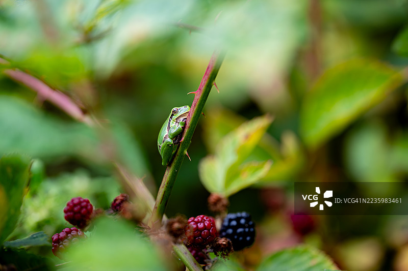 特写镜头：一只绿色树蛙栖息在带刺的浆果藤上，周围有成熟和未成熟的浆果。图片素材