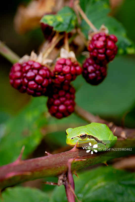 一只生机勃勃的绿色青蛙栖息在带刺的树枝上，背景中有成熟的黑莓，展现了大自然的美丽与微妙的平衡。图片素材