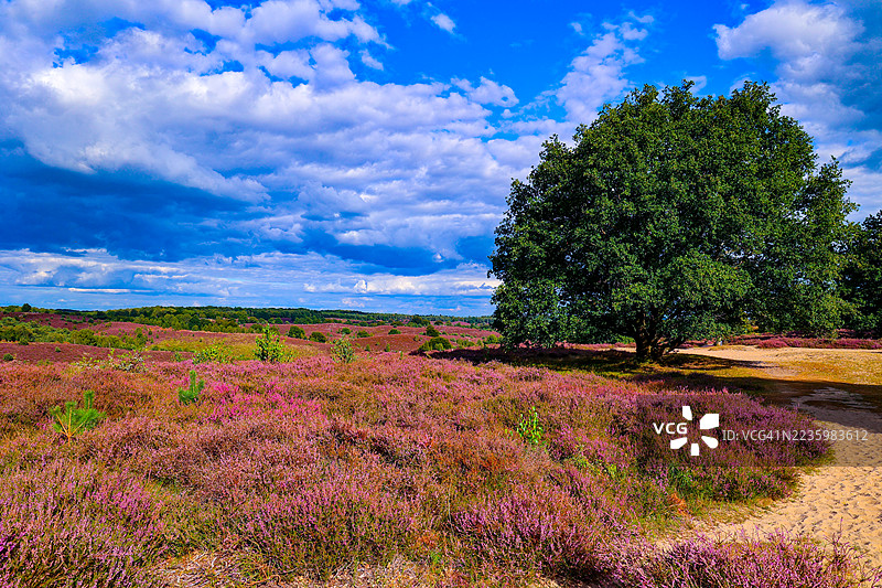 生机勃勃的紫色石南花在风景如画的田野上盛开，背景是戏剧性的蓝天和蓬松的白云，前景是一棵大绿树，地点：荷兰雷登。图片素材