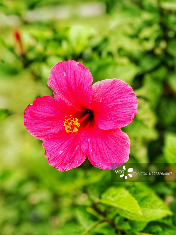 鲜艳的粉色木槿花在郁郁葱葱的花园中绽放图片素材