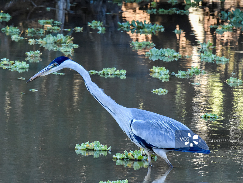 优雅的灰鹭在宁静的湖中涉水，周围有水生植物图片素材
