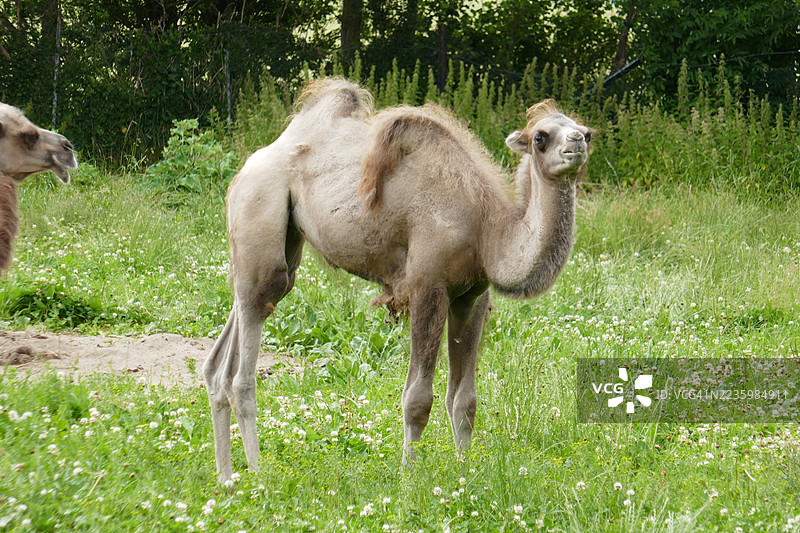 一只年轻的骆驼站在郁郁葱葱的绿地上，周围是白色的三叶草，正朝着镜头看。图片素材