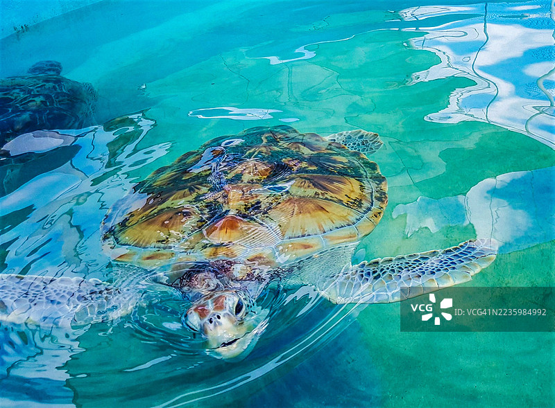 高角度视图下，一只海龟在清澈的绿松石色水中优雅地游动，背景中还有另一只部分可见的海龟。图片素材