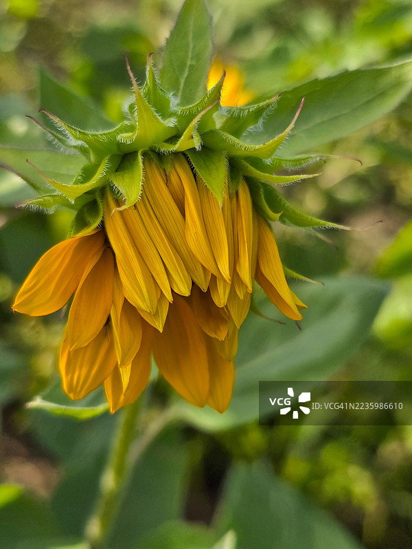 花园中一朵鲜艳的黄色向日葵特写，背景是郁郁葱葱的绿叶。图片素材