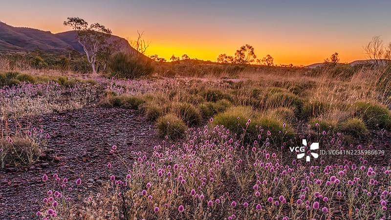 在澳大利亚汤普赖斯，一片广阔的田野中，鲜艳的粉色野花在戏剧性的日落天空下绽放，展现了自然风光的美丽。图片素材