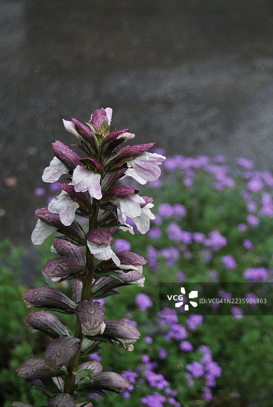 特写镜头展示了一株生机勃勃的紫色开花植物，带有水滴，背景为模糊的自然景色。图片素材