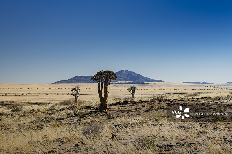 在纳米比亚的库伊塞布峡谷，广袤的沙漠景观中点缀着箭树，远处是清澈蓝天下的山脉。图片素材