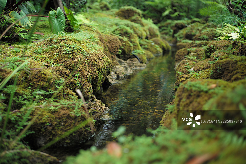宁静森林环境中，狭窄清澈溪流的岸边生长着郁郁葱葱的绿色苔藓和蕨类植物，泰国萨穆特宋卡姆府。图片素材