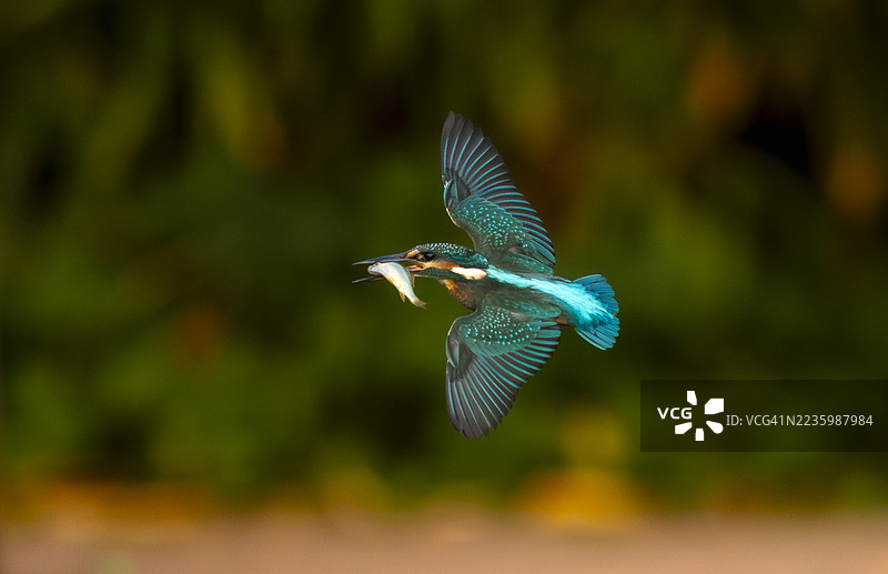 一只色彩鲜艳的普通翠鸟在空中飞翔，嘴里叼着一条新鲜捕获的鱼，背景是模糊的绿色。图片素材