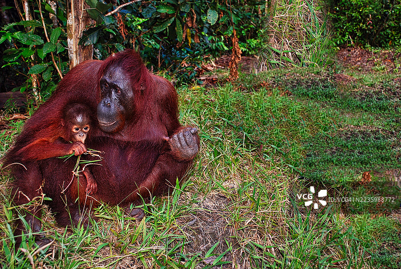 一只母红毛猩猩和她的宝宝在郁郁葱葱的绿色森林里，坐在草地上图片素材