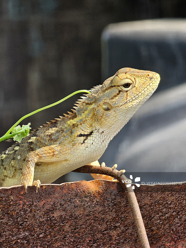 蜥蜴栖息在生锈的金属表面上的特写，前景有一根绿色藤蔓。图片素材