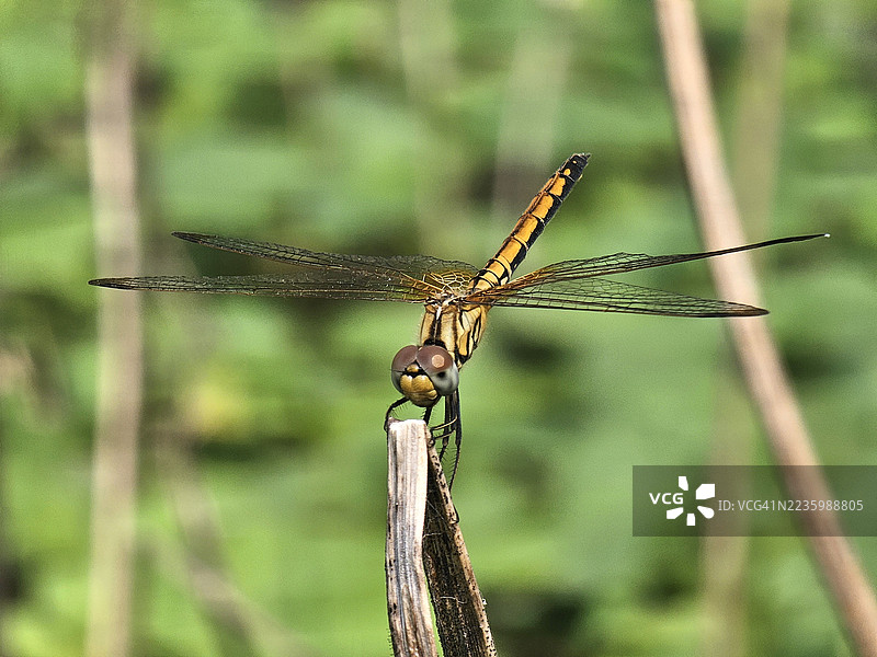 一只鲜艳的黄黑色蜻蜓栖息在细长的树枝上，背景是柔和的绿色。图片素材