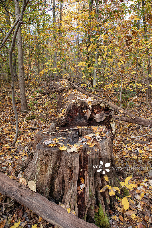 秋日自然景致图片素材