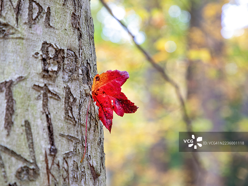 抽象的秋叶图片素材