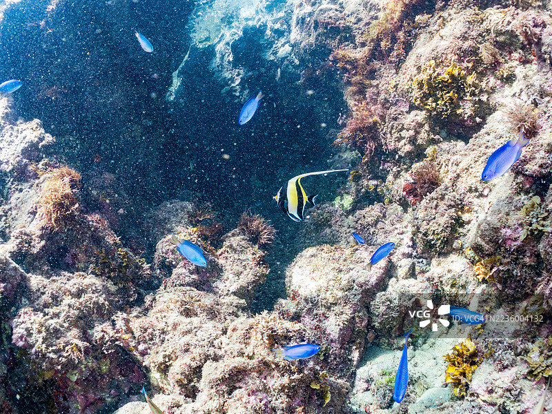 摩尔鱼，Zanclus cornutus。天使小丑鱼，Pomacentrus coelestis。以及其他。鱼群。平藏海滩，中木港，南伊豆，伊豆半岛，静冈县，日本。- 2025年7月19日。图片素材