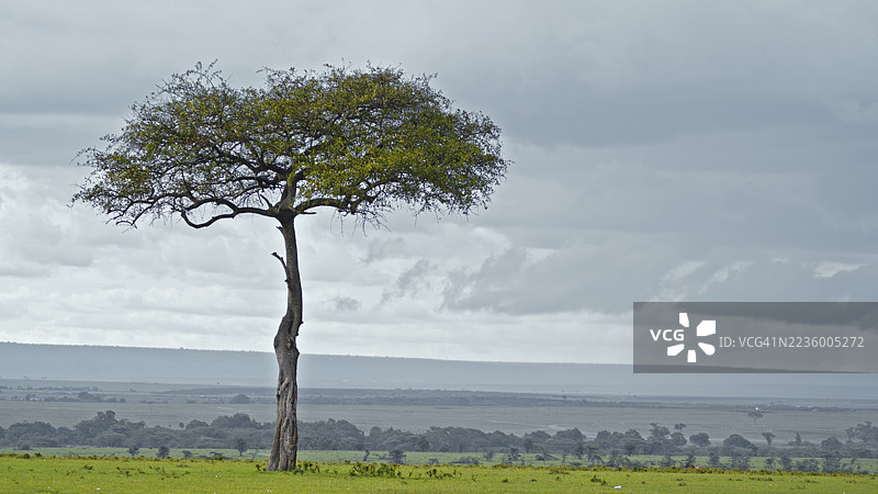 马赛马拉国家公园的风景如画的树木景观图片素材