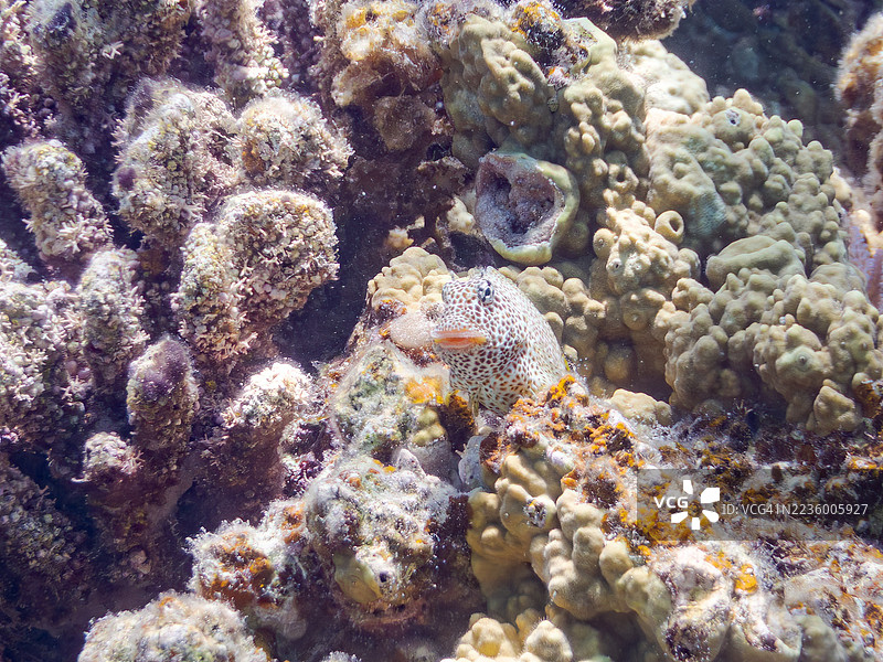豹鳗鱼，Exallias brevis。一群热带鱼。美丽的珊瑚礁和游泳的人们。阿穆罗岛，座间味岛，庆良间群岛，岛尻郡，冲绳 - 2025年6月30日图片素材