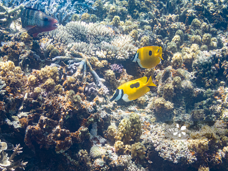 美丽的斑点狐面鱼（Siganus unimaculatus）和其他鱼类在美妙的珊瑚礁中。福斯滕鹦嘴鱼（Scarus forsteni）一群热带鱼。美丽的珊瑚礁和游泳的人们。阿穆罗岛、座间味岛、庆良间群岛、岛尻郡。图片素材