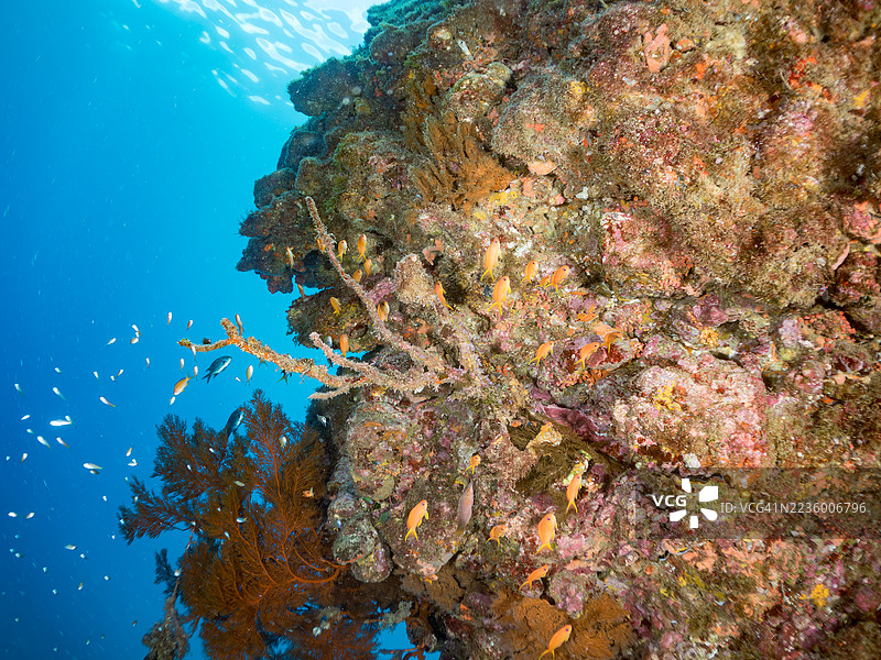 海金鱼，鳞鳍伪鲷，黄蓝色飞鱼，长尾飞鱼，蓝金飞鱼，金带飞鱼，韦伯的彩虹鱼，韦伯彩虹鱼，北方黄斑彩虹鱼等。鱼群。图片素材