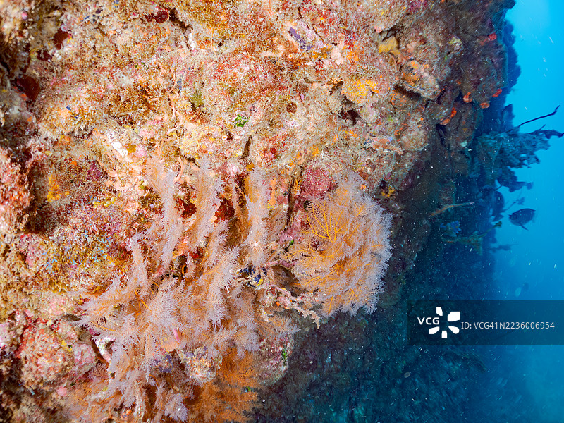 海金鱼，鳞鳍伪鲷，黄蓝色飞鱼，长尾飞鱼，蓝金飞鱼，金带飞鱼，韦伯的彩虹鱼，韦伯彩虹鱼，北方黄斑彩虹鱼等。鱼群。图片素材