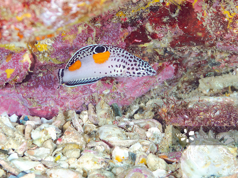 小丑鱼，Coris aygula，幼鱼及其他。鱼群。平藏海滩，中木港，南伊豆，伊豆半岛，静冈县，日本。- 2025年7月20日。图片素材